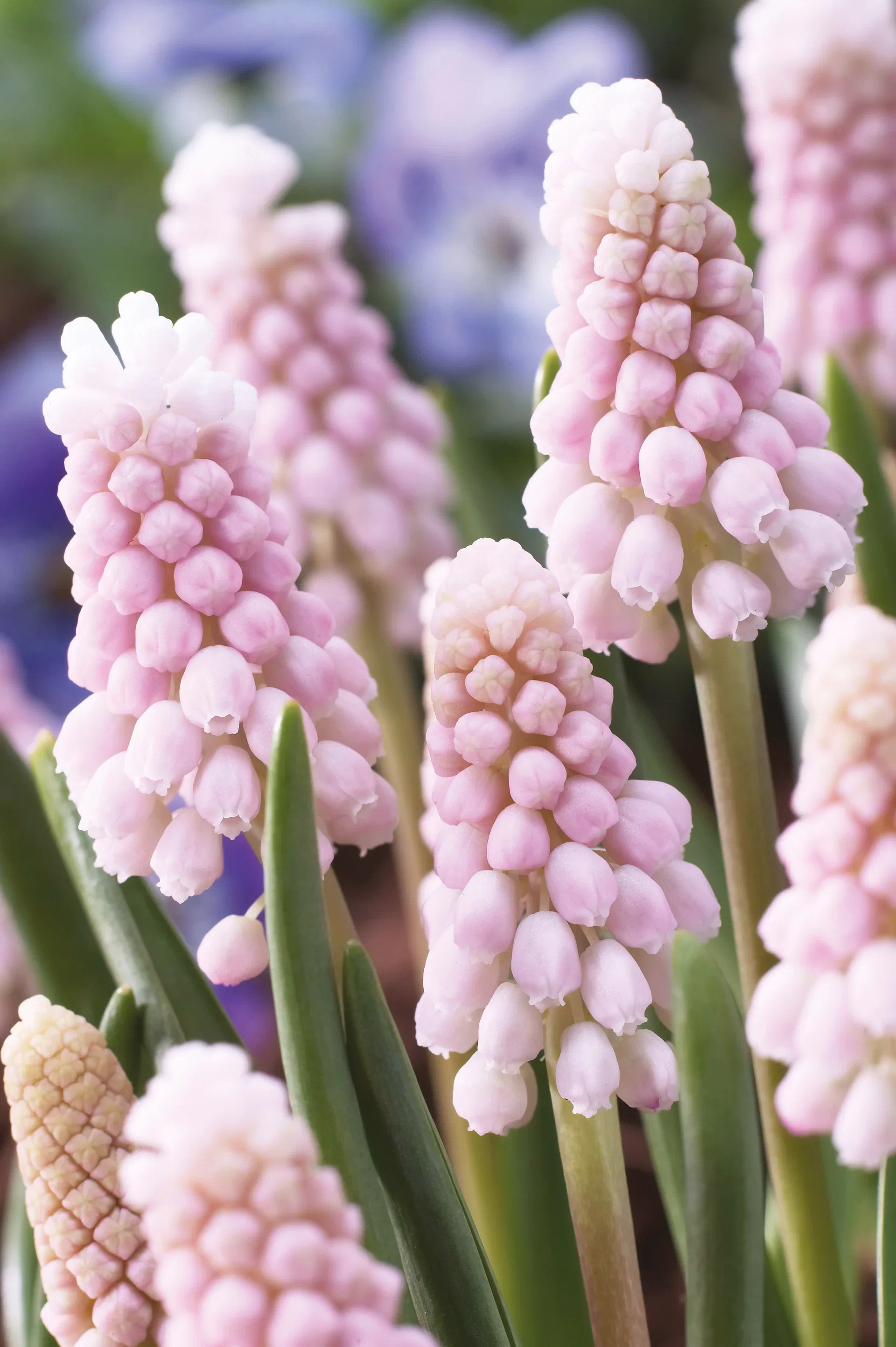 Muscari 'Pink Sunrise' Perleblomst 'Pink Sunrise'