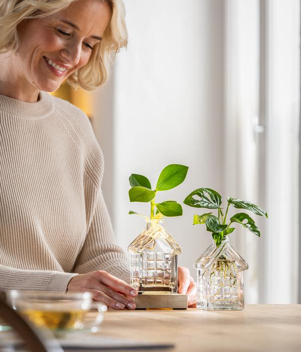 Waterplant Fensterblatt im Häuschen -