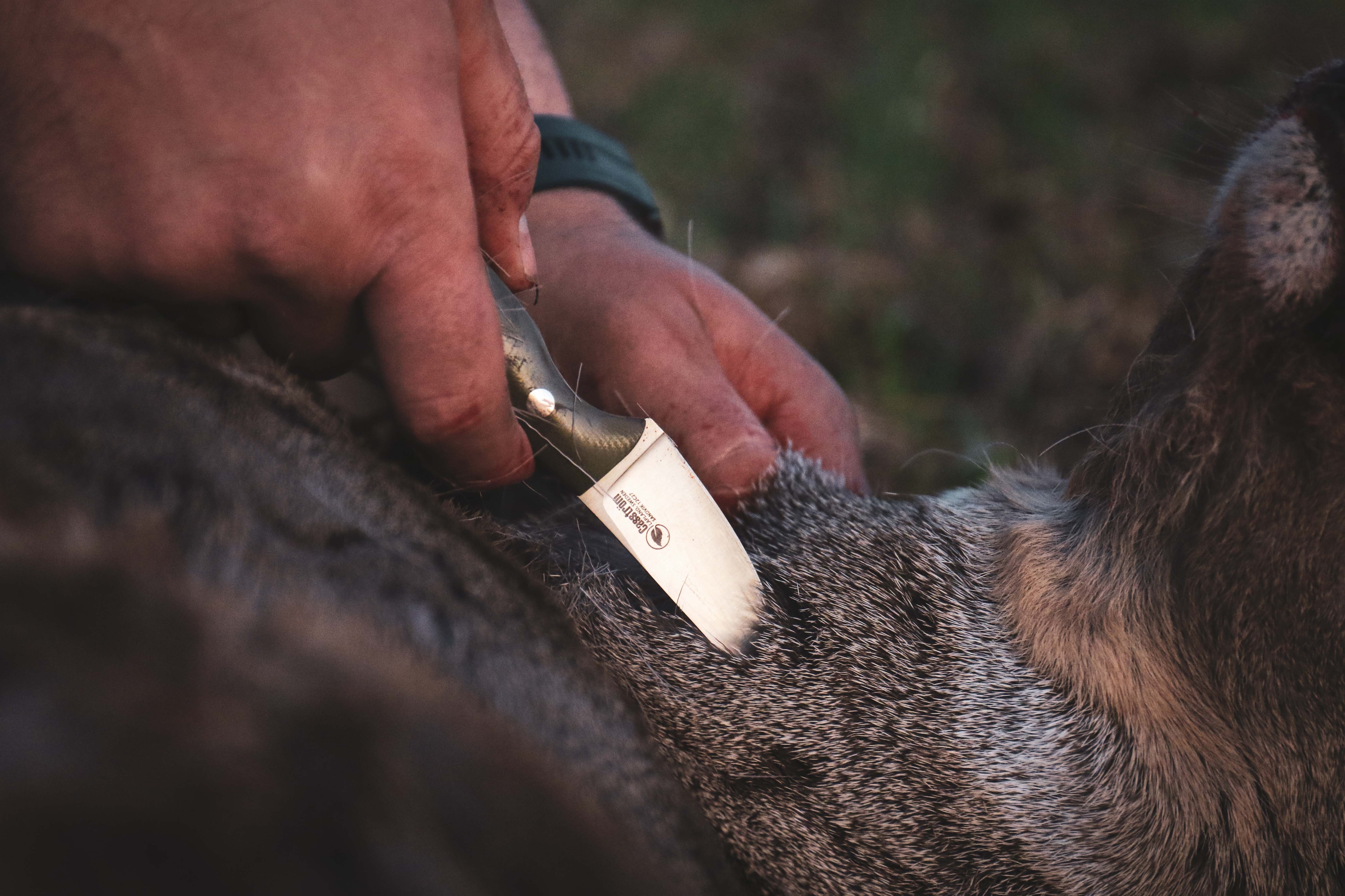 Casström Safari Mini-Hunter<br>Kompakt kniv på 90g til jakta