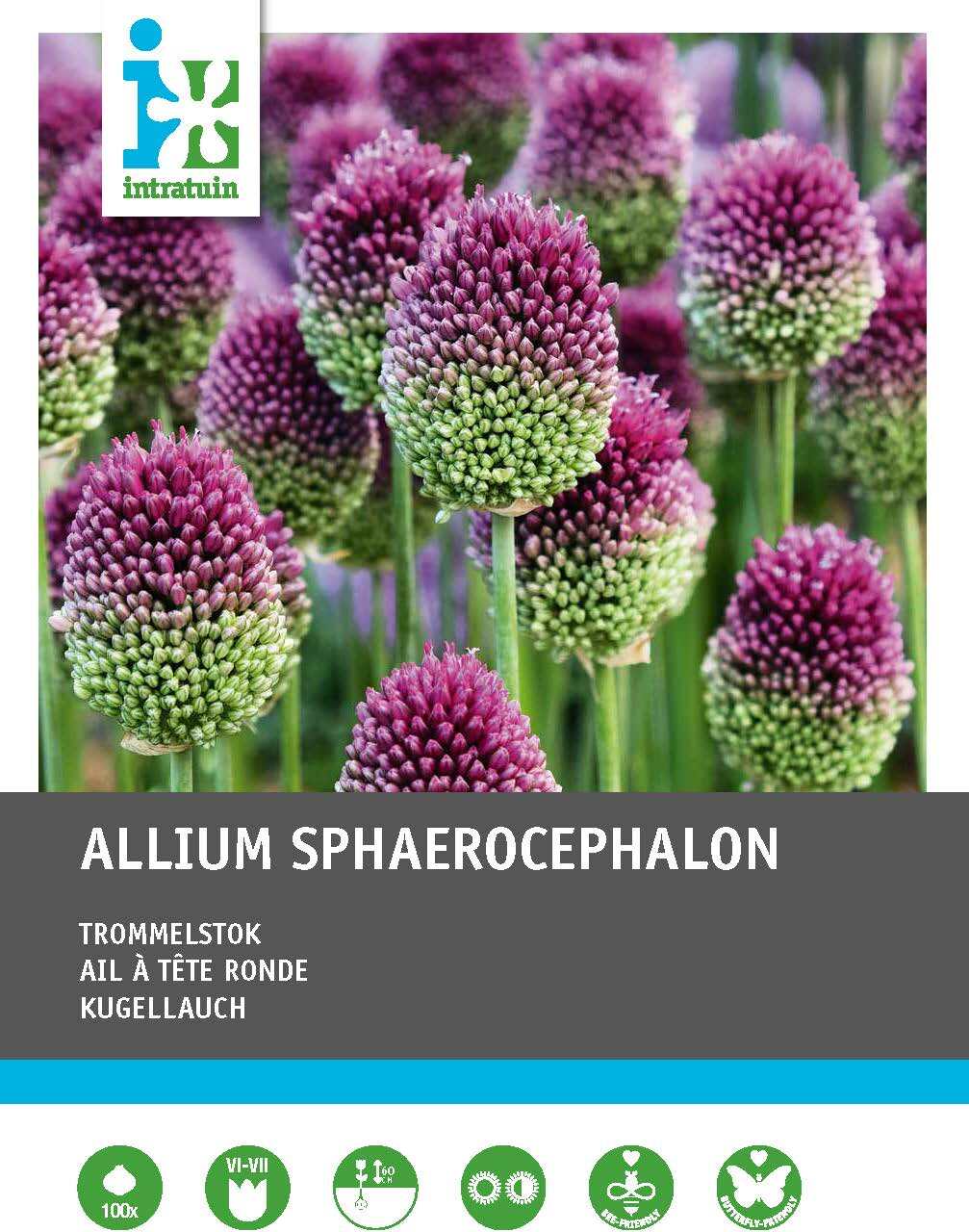 Intratuin bloembollen Kogellook (Allium sphaerocephalon)100 stuks