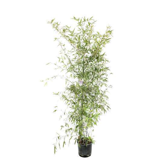 Bambou moyen phyllostachys nigra: pot de 7 litres