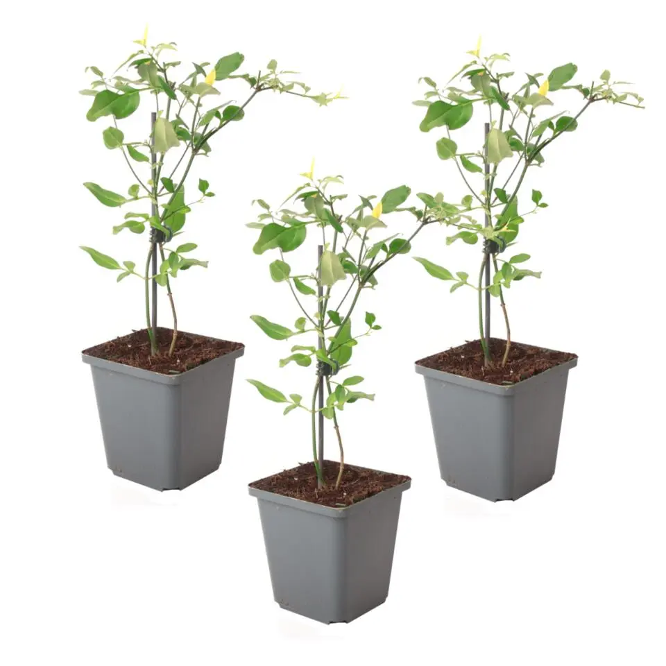 Jasmijn - Set van 3 - Jasminum 'Summer Scent' - Hoogte 25-40cm - ⌀9cm