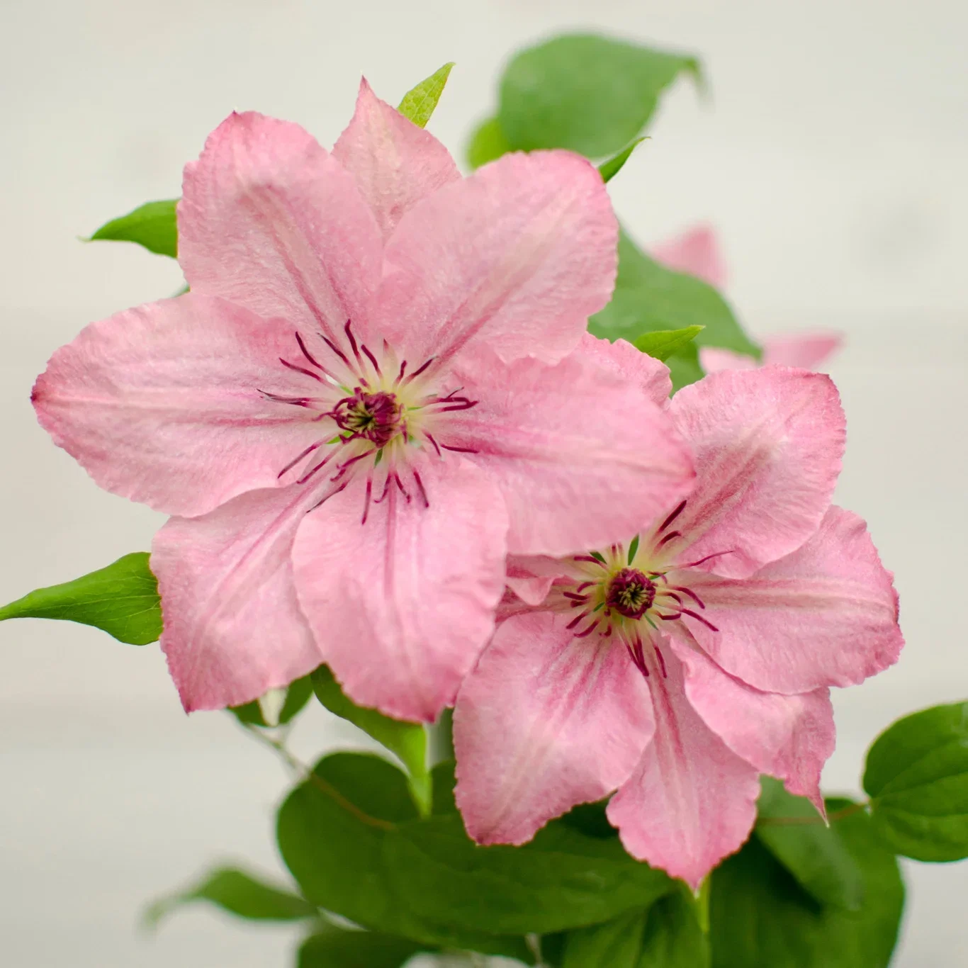 Clematis BOULEVARD® SARAH ELIZABETH™('Evipo098') Klematis BOULEVARD® SARAH ELIZABETH™ Ø15 cm