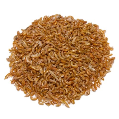Gammarus é um alimento para tartarugas aquáticas.