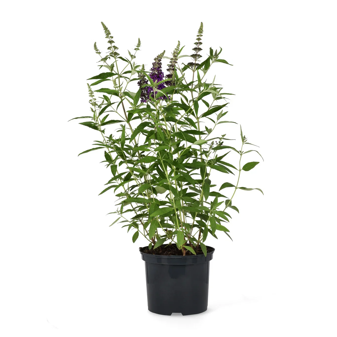 Buddleja davidii (Buzz-Serien) BUZZ MIDNIGHT ('Harkstead Indigo') Sommerfuglbusk BUZZ MIDNIGHT Ø23 cm