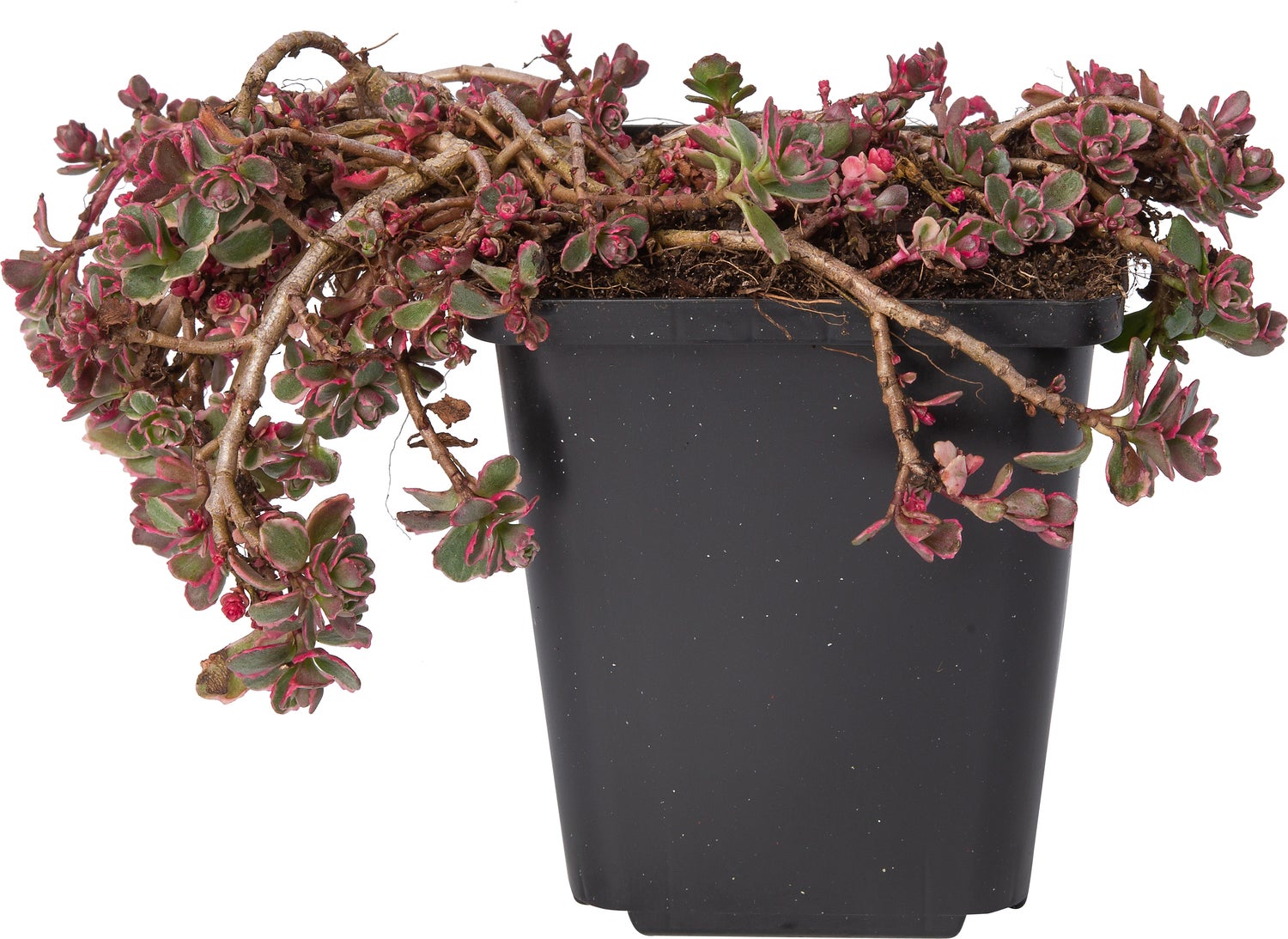 Vetkruid (Sedum spurium 'Variegatum') D 9 H 10 cm