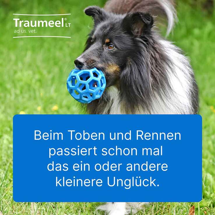 Traumeel LT Ampullen vet. (für Tiere), 5X5 ml