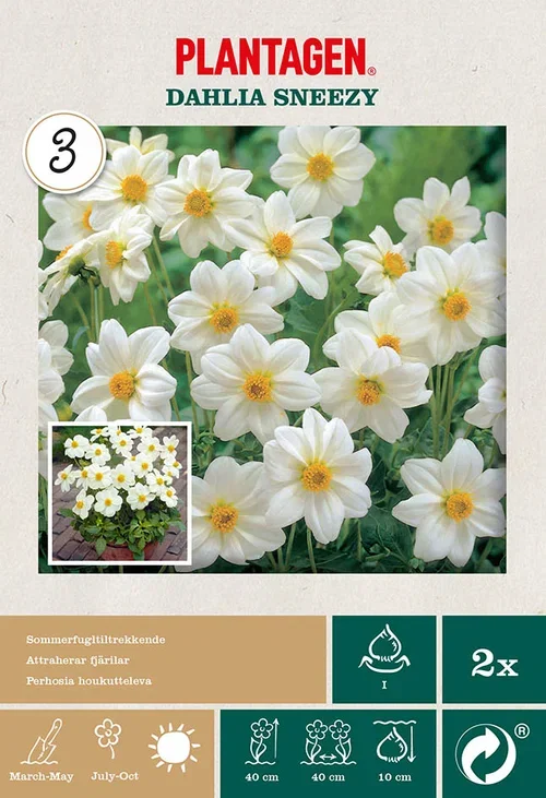 Dahlia x pinnata (Single-flowered Group) 'Sneezy' Georgine 'Sneezy’ 2 pk