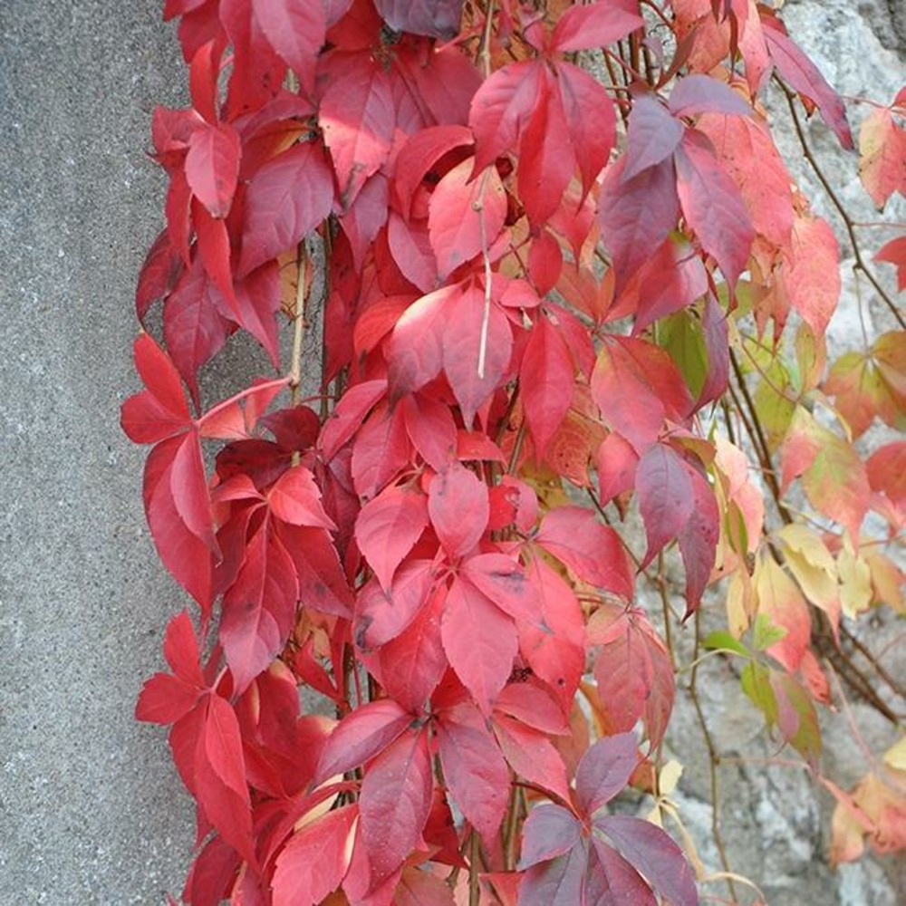 Vigne vierge quinquefolia 'engelmannii' - parthenocissus quinquefolia 3l