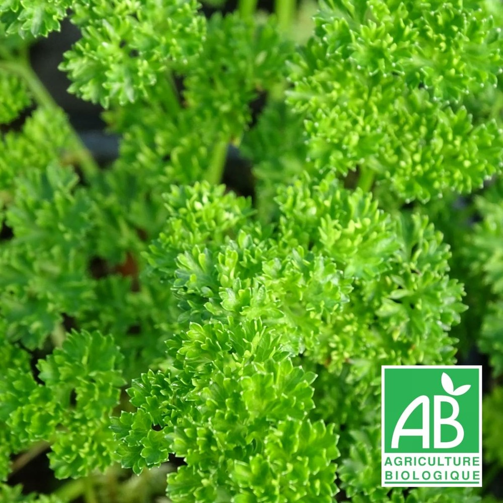 Persil frisé bio/petroselinum crispum[-]godet