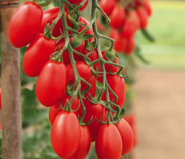 Datteltomate