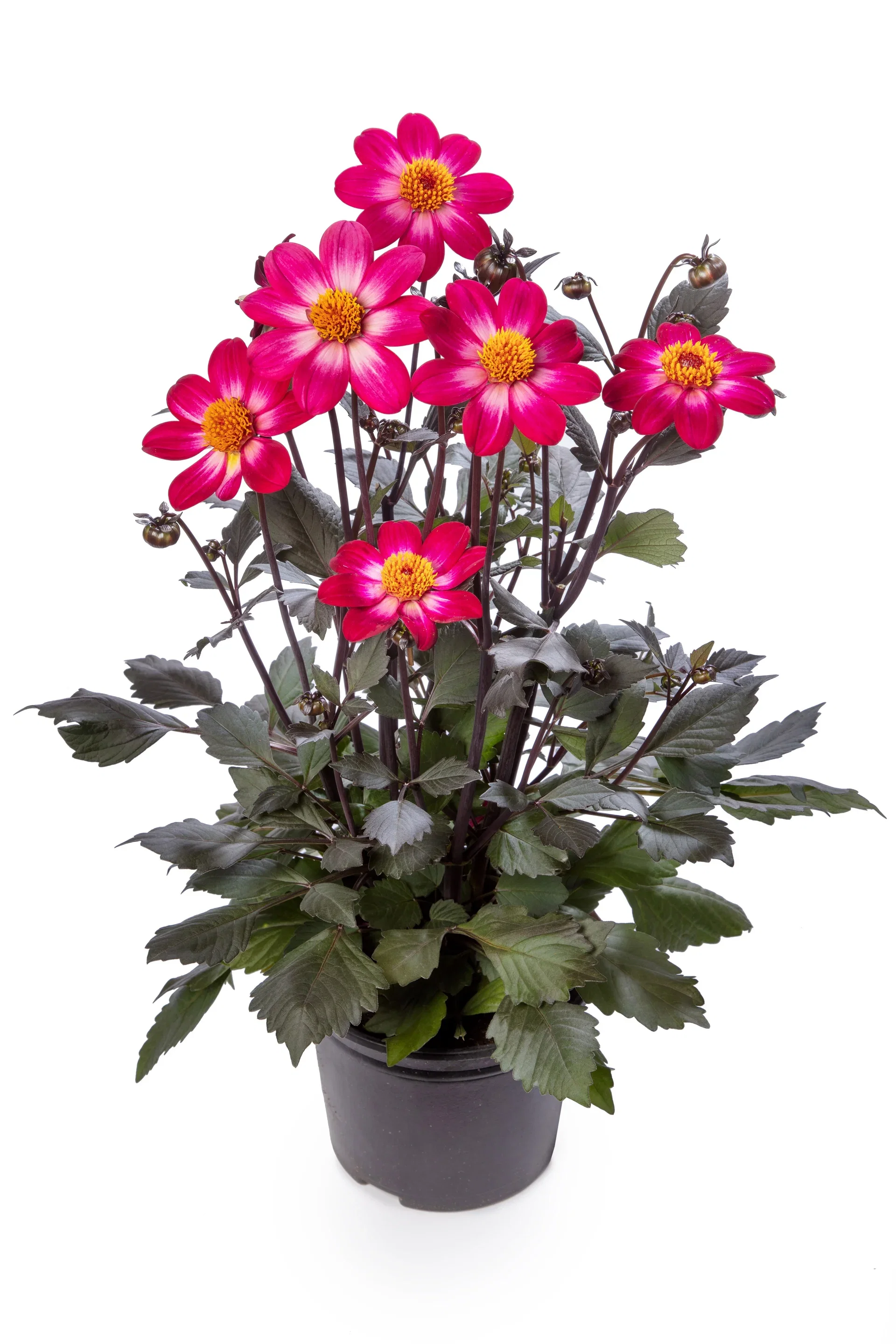 Dahlia dark leaf single fl. Bicolor 19 cm Georgine Ø19 cm