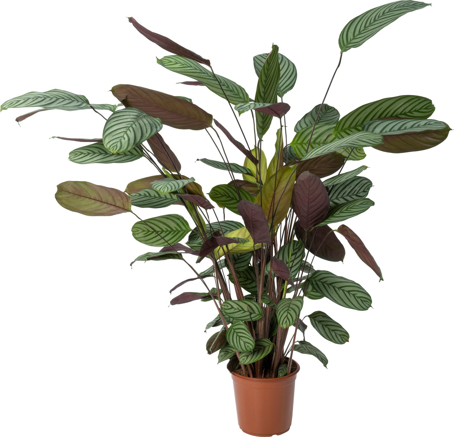 Ctenanthe (Ctenanthe oppenheimiana) D 24 H 130 cm
