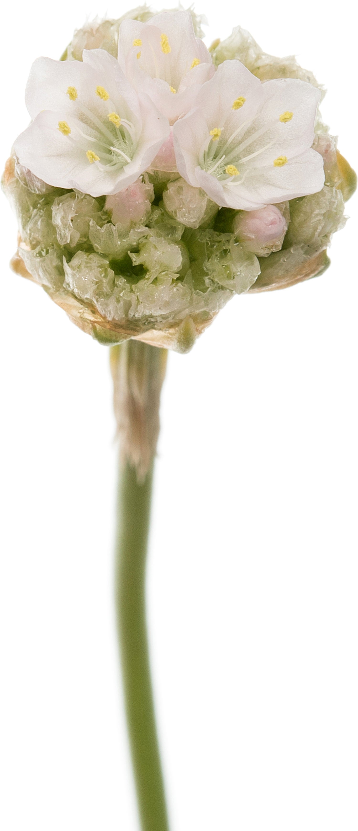 Engels gras (Armeria maritima 'Alba') D 11 H 10 cm
