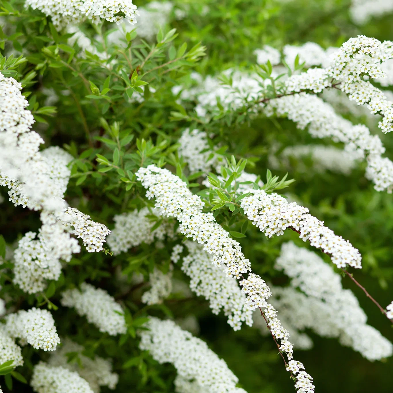 Spiraea x cinerea 'Grefsheim' Brudespirea 'Grefsheim' Ø22 cm