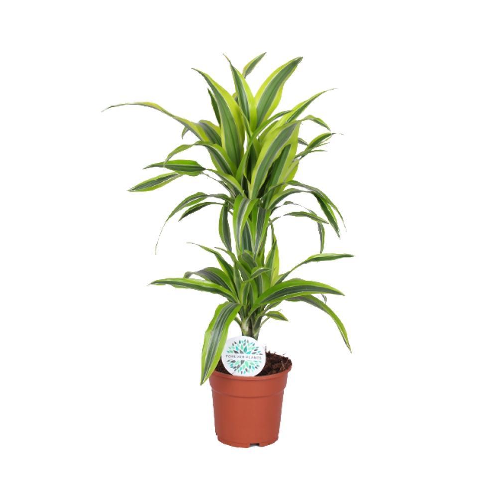 Plante d'intérieur - dracaena 'lemon lime' 65.0cm