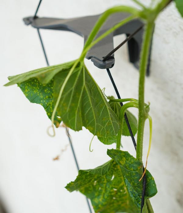 Gusta Garden Gurken-Topf Curt Cucumber, ca.
