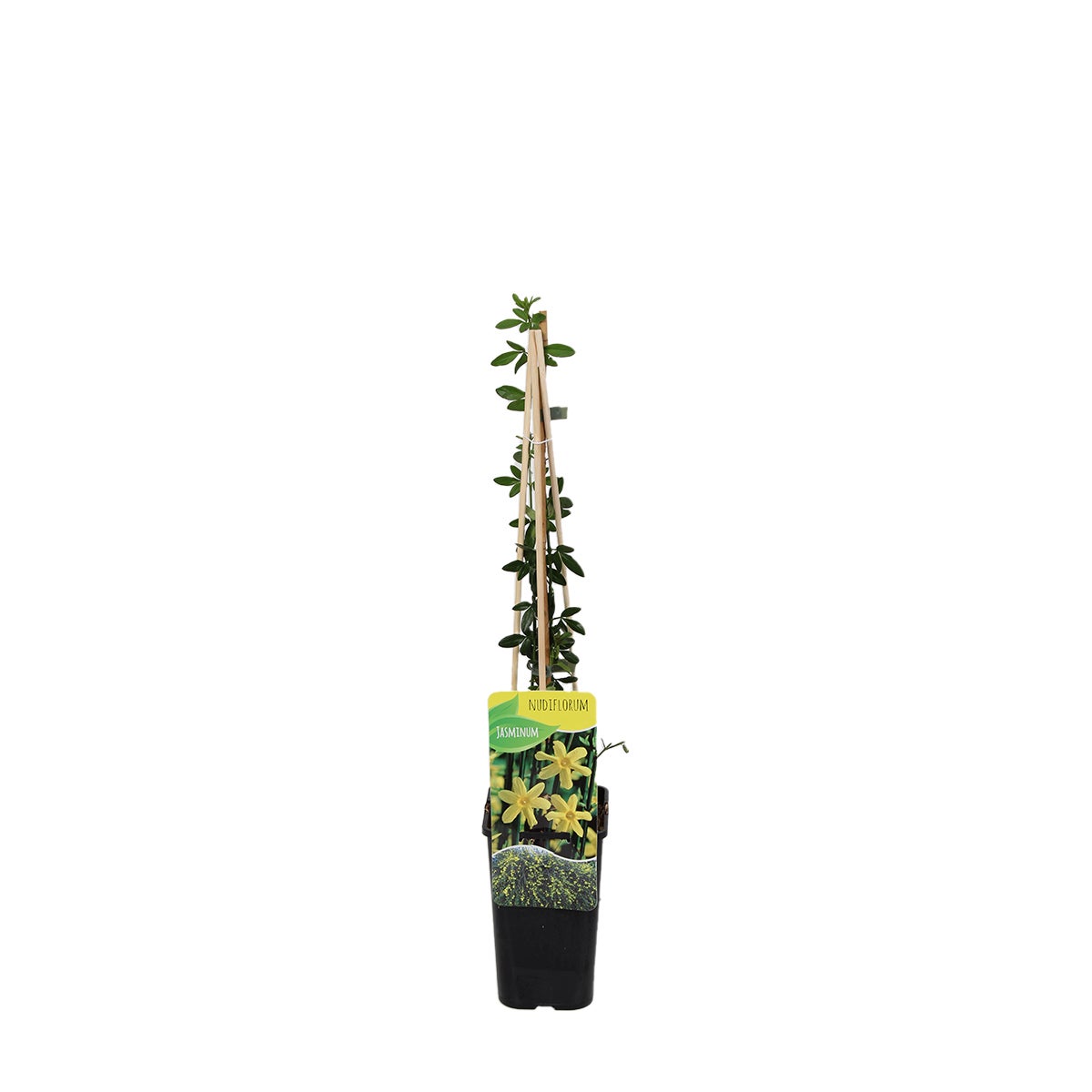 Bloomique – Jasminum Nudiflorum – Winterjasmijn – Geel – Klimplanten – Tuinplanten – Winterhard – Potmaat 15 cm – Hoogte 70–80 cm