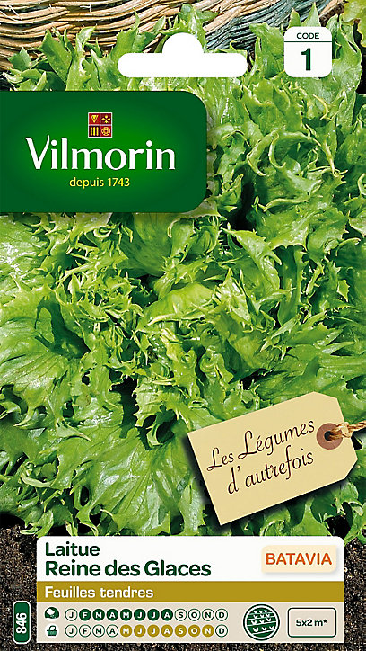 Graines de Laitue Batavia Reine des Glaces Vilmorin