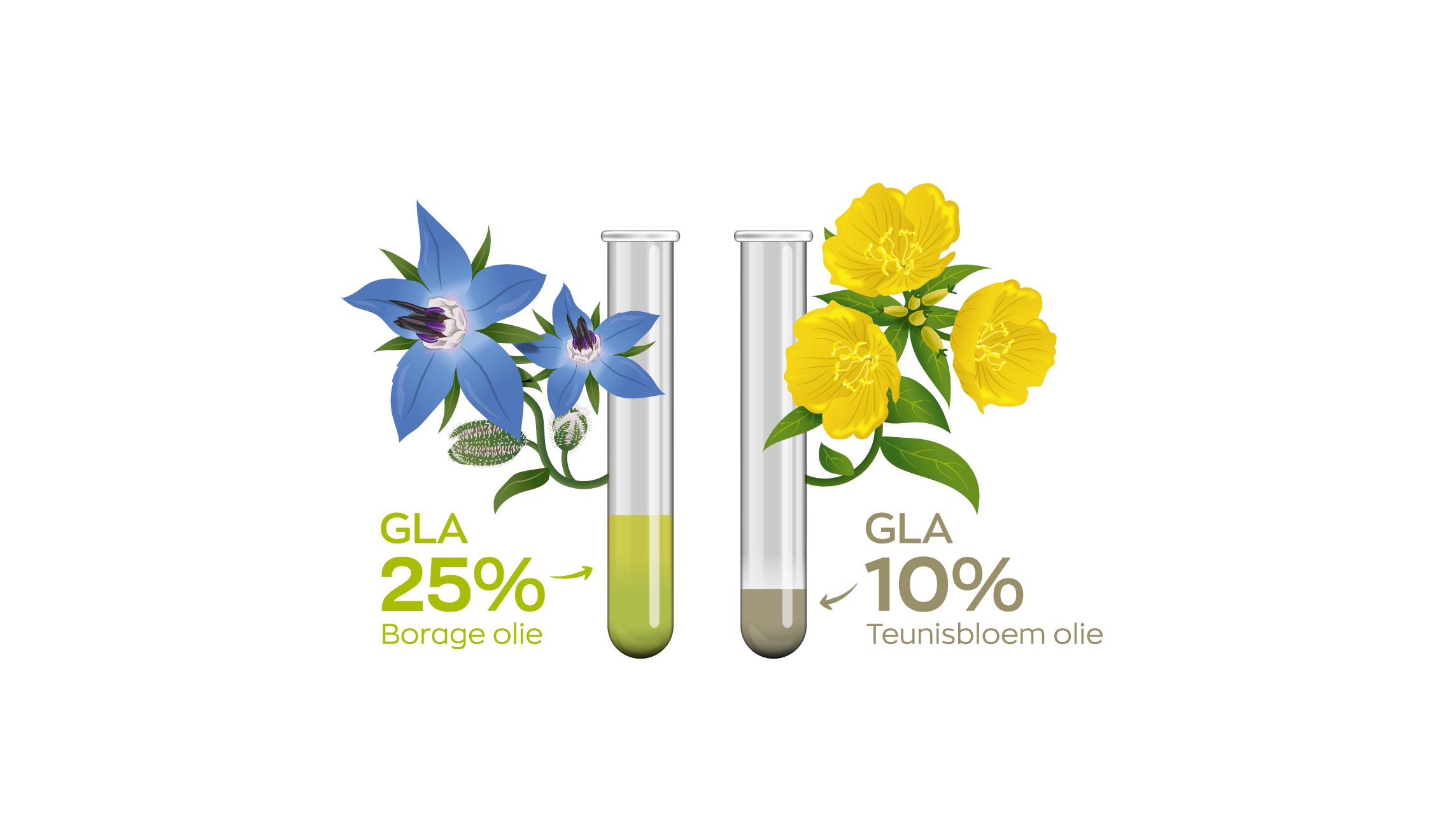 Borage Olie 1500 mg GLA 300 mg