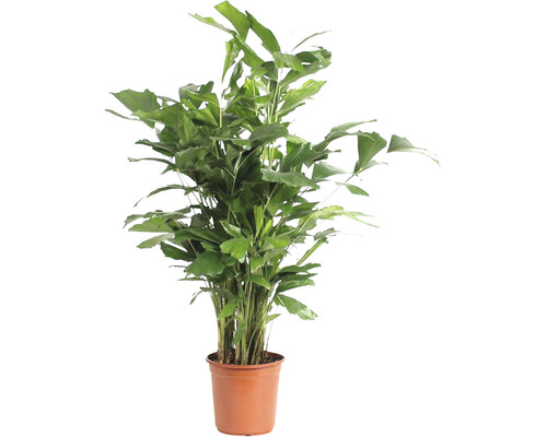 Fishtail Palm FloraSelf Caryota mitis H ca. 110 cm Ø 24 cm pot