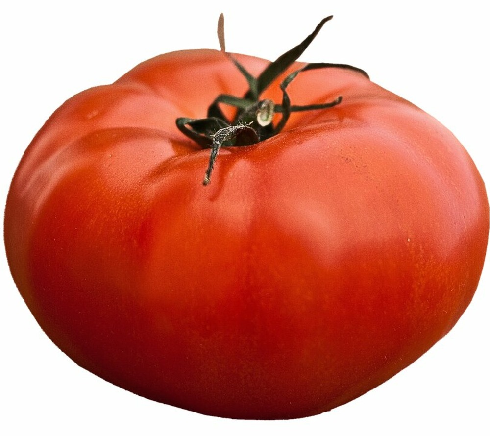 Sachet de graines de tomates fournaise - sachet de 0,1 grammes - petite entreprise française - made in france