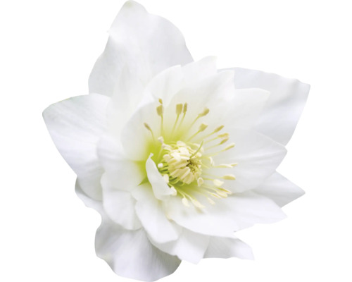 Kerstroos, Lenteroos FloraSelf Helleborus orientalis Viv Ø 19 cm pot dubbele bloemen
