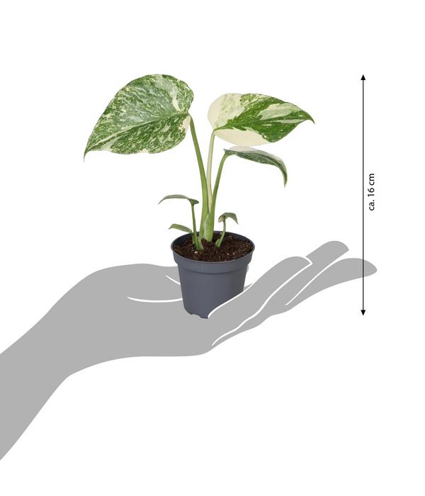 Fensterblatt - Monstera 'Creme Brulée'