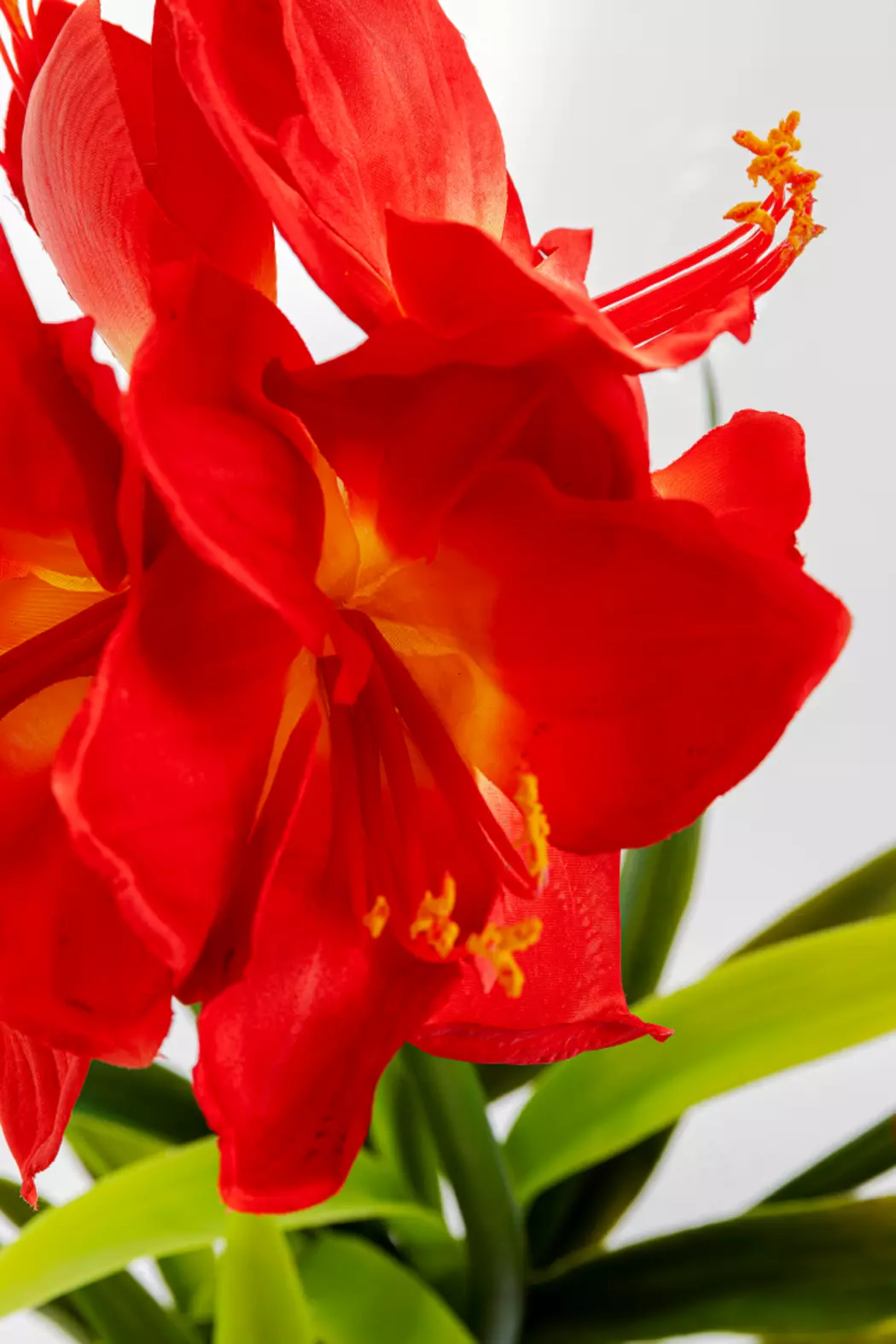 Deko Pflanze 51682 Amaryllis