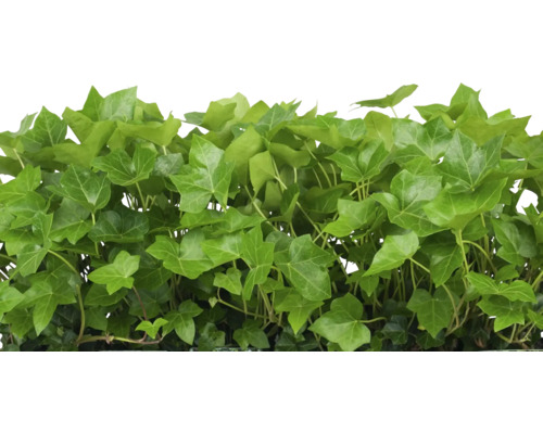 Grootbladige klimop FloraSelf Hedera helix hibernica Ø 9 cm pot