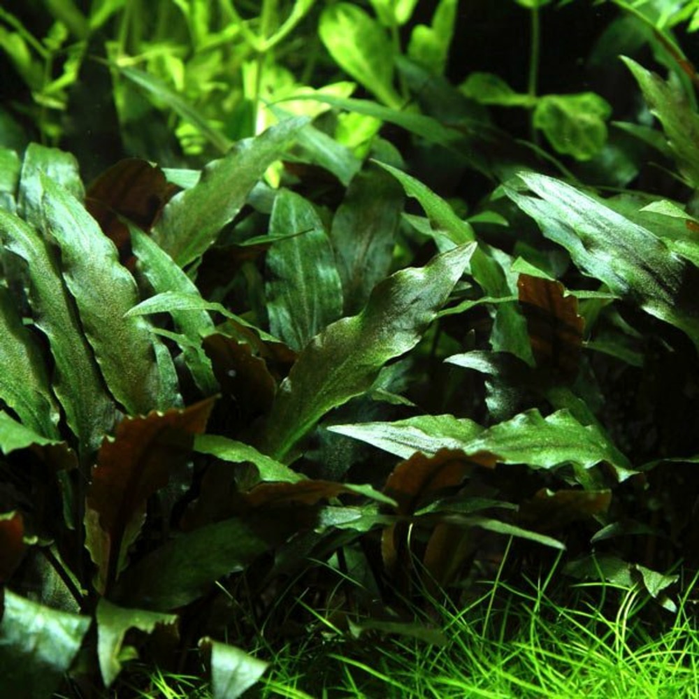 Cryptocoryne beckettii 'petchii'