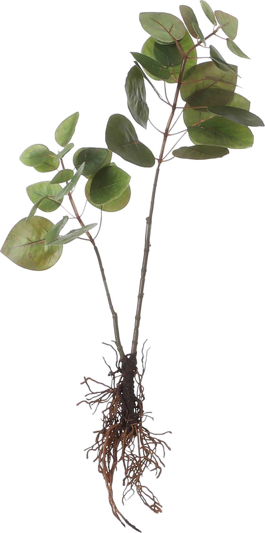 Mica Decorations kunstplant Eucalyptus 12 x 28 x 64 cm