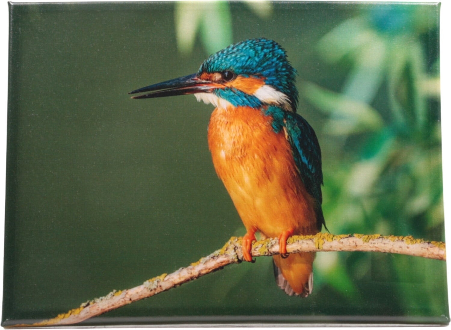 Farmwood Animals tuinschilderij ijsvogel multi 40 x 0,5 x 30 cm
