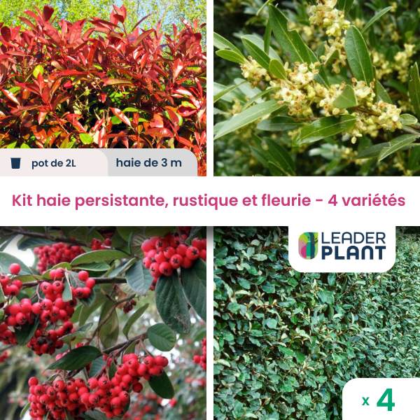 Kit haie persistante et fleurie - 4 variétés - lot de 4 plants en pot de 2 l
