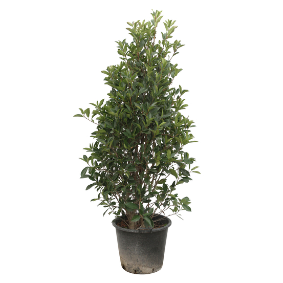 Photinia x fraseri 'Red Robin' : C35/50 17/200