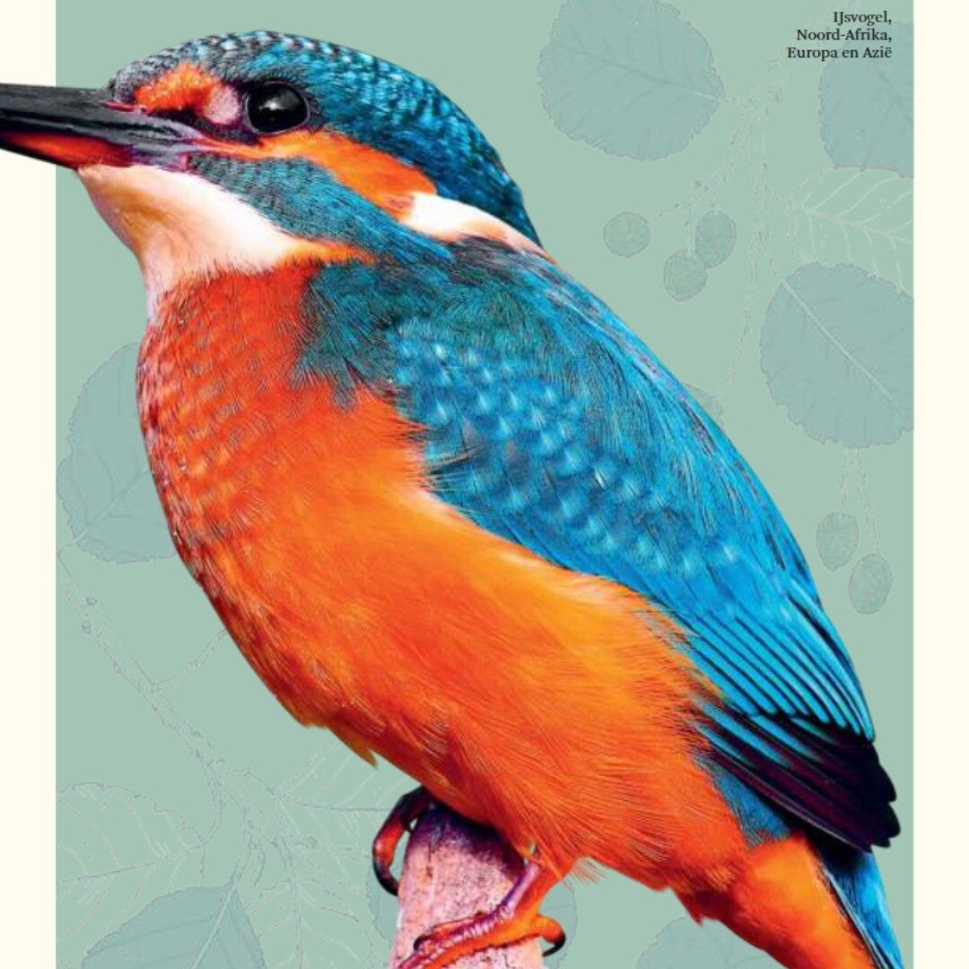 Uitgeverij lannoo het dikke boek van alle bijzondere dieren