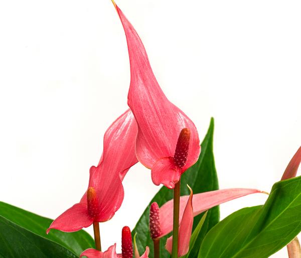 Flamingoblume - Anthurium andreanum 'Lilli'