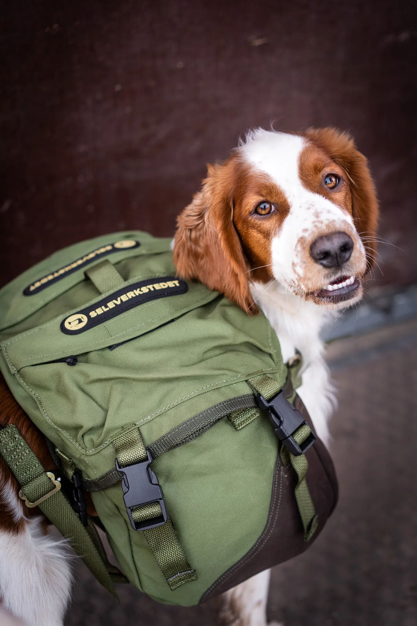 Seleverkstedet Togo hundekløv Grønn/brun XS