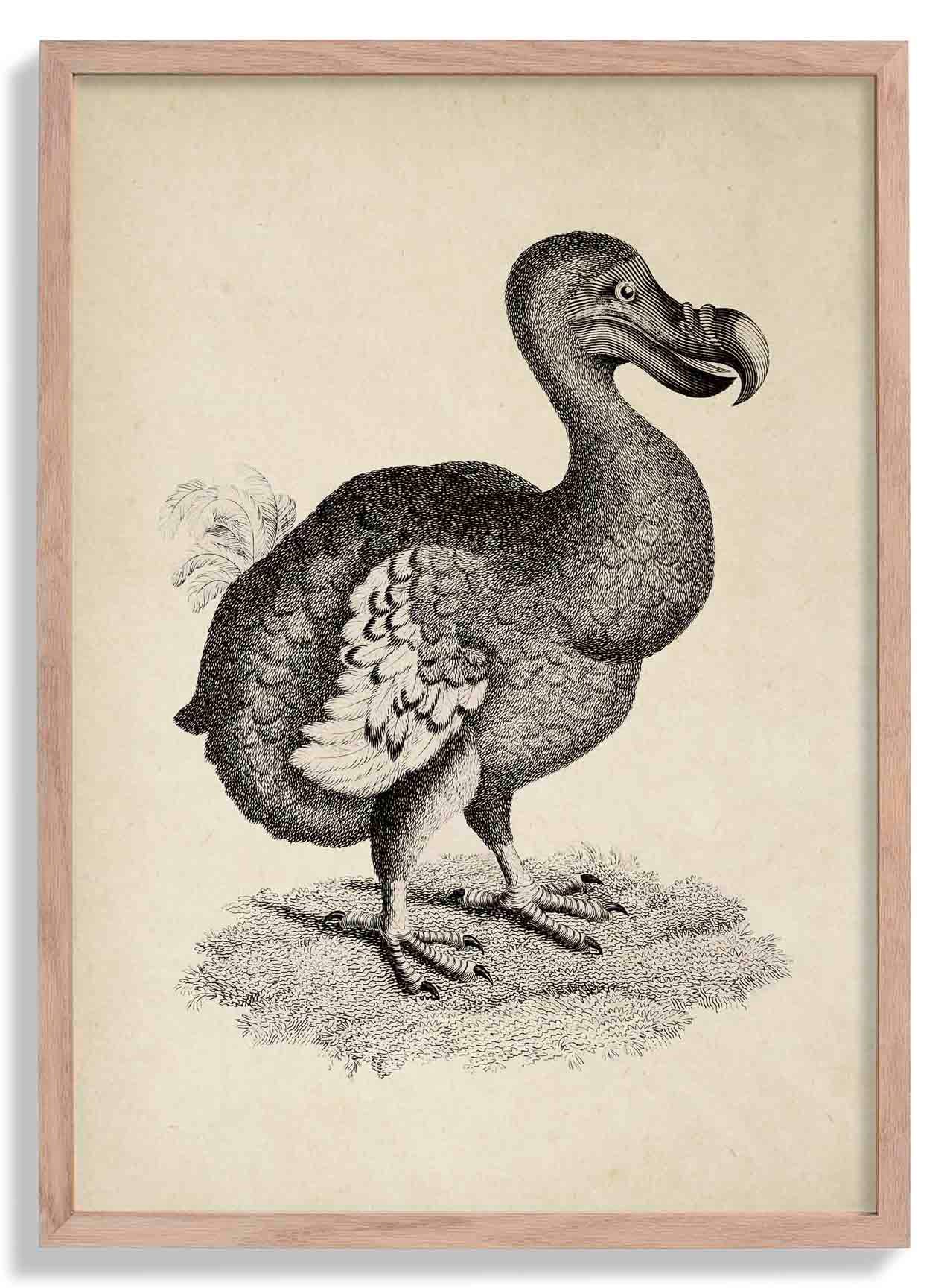 Antiker Dodo