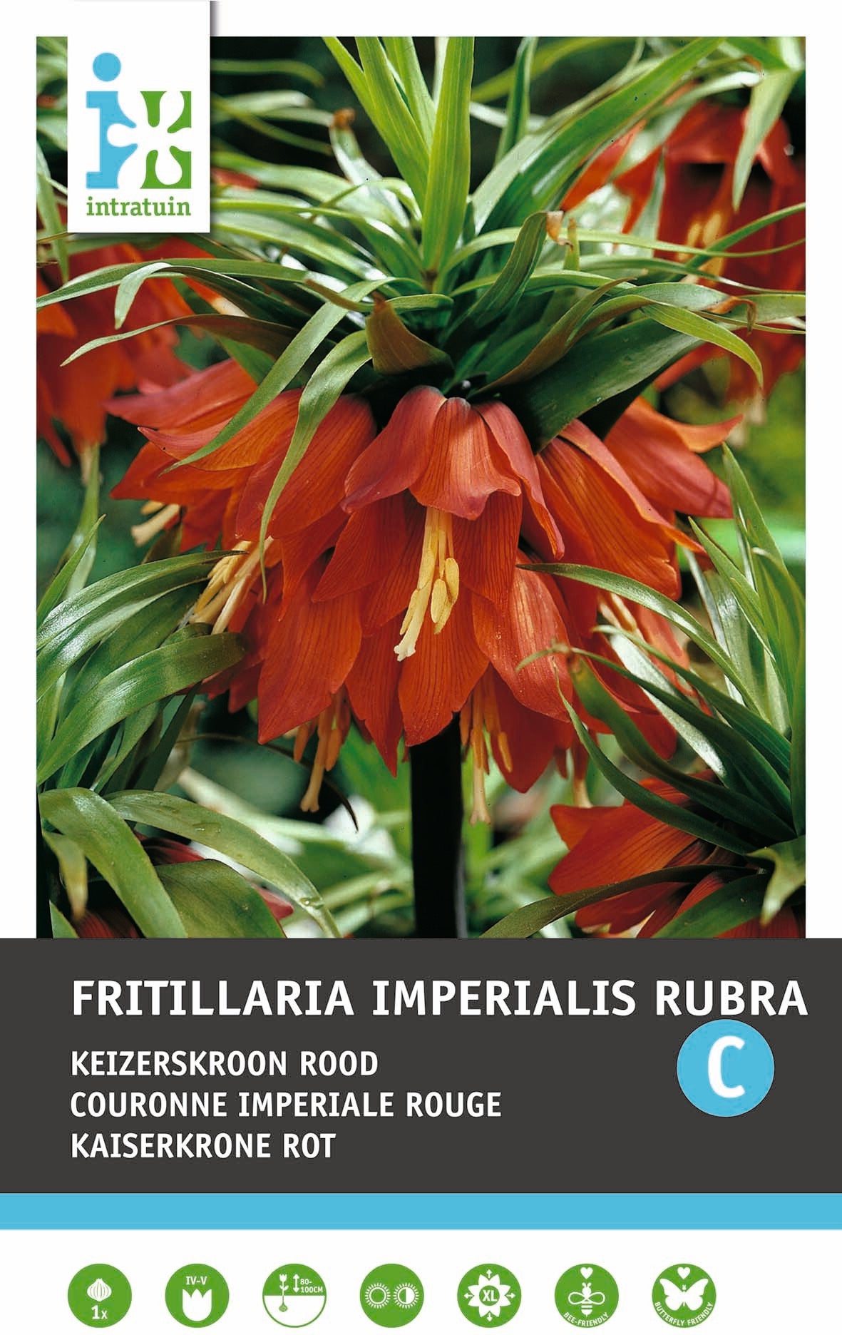 Intratuin bloembollen Keizerskroon (Fritillaria imperialis 'Rubra')