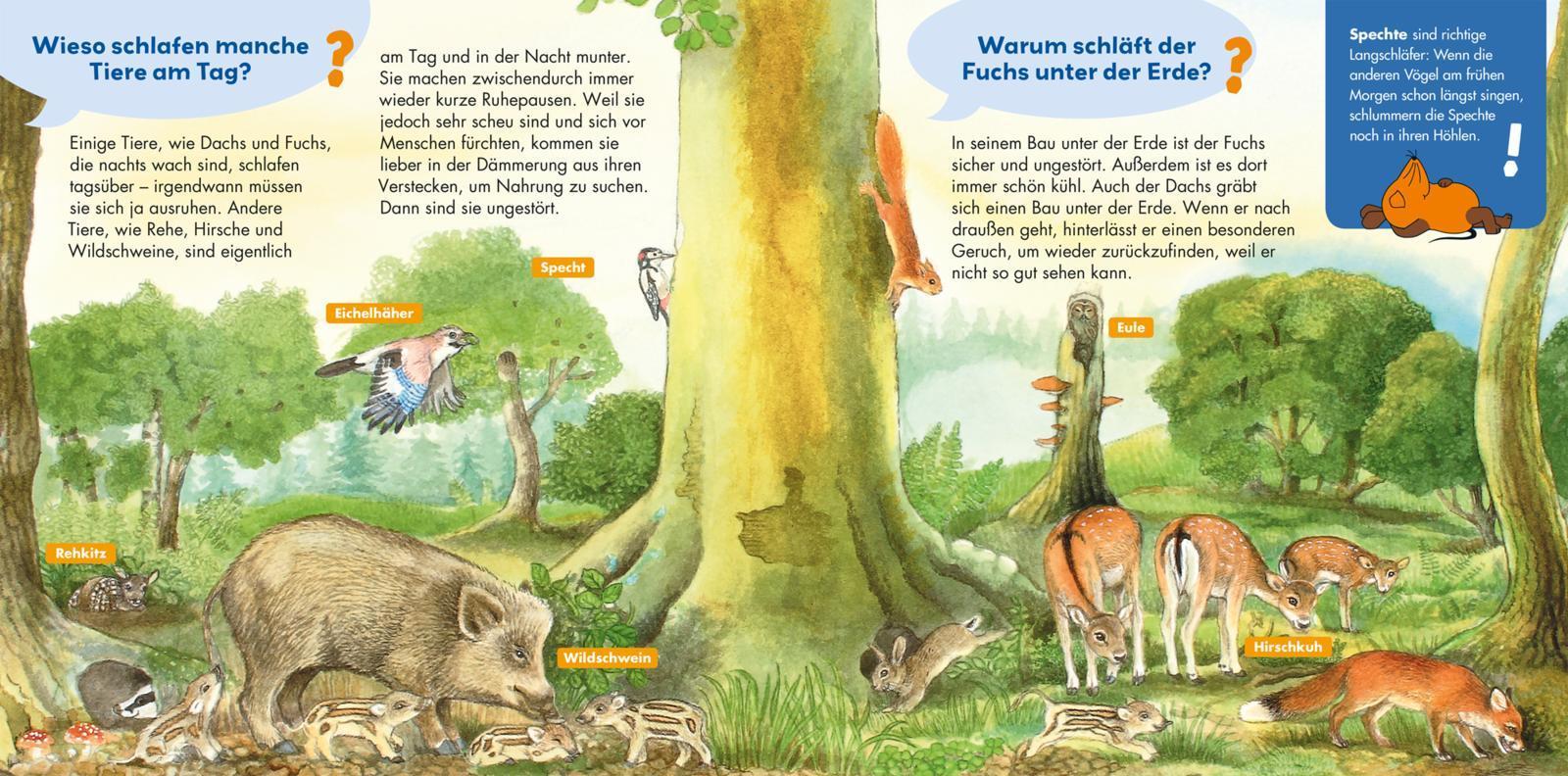 Wie schlafen die Tiere? / Frag doch mal ... die Maus! Erstes Sachwissen Bd.23