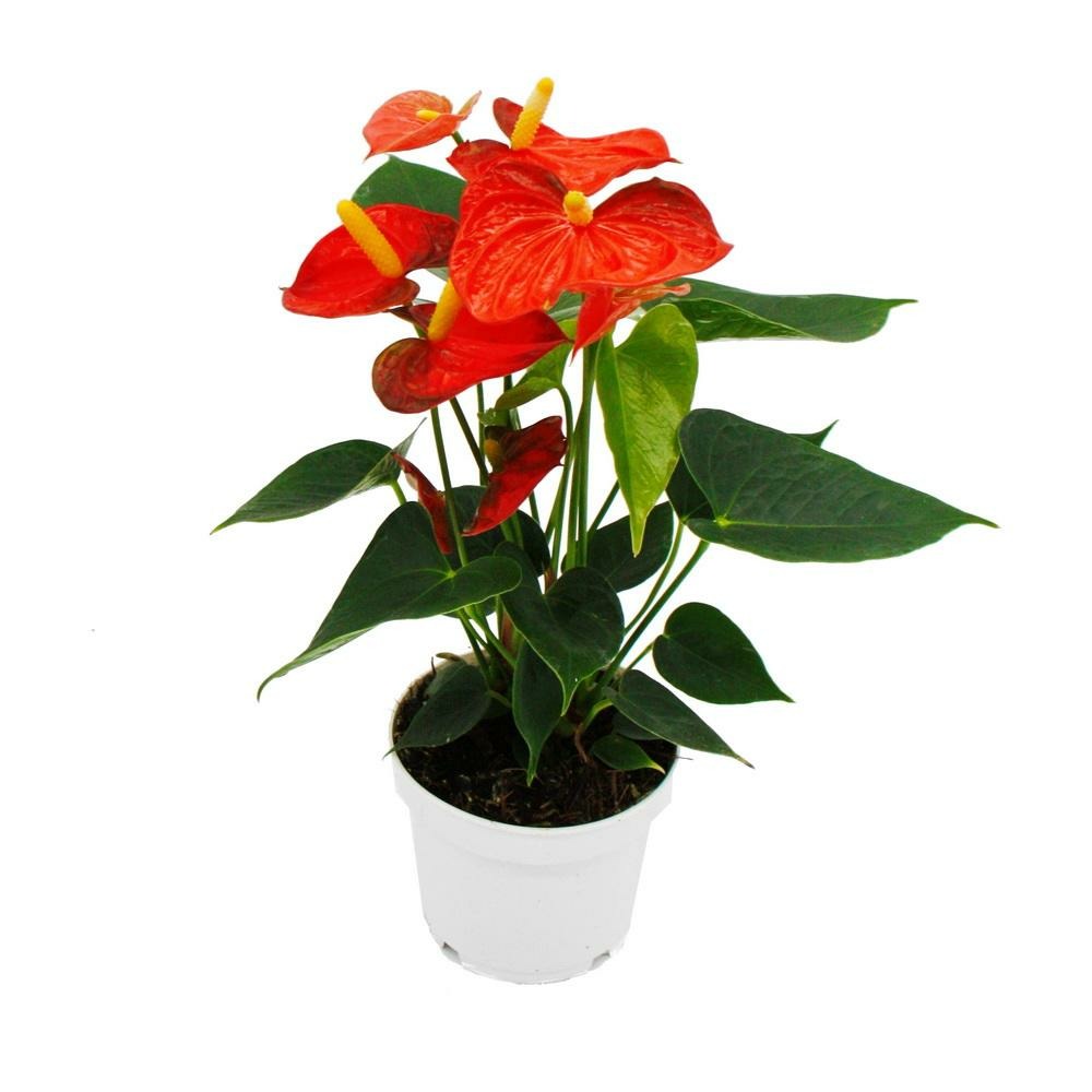 Fleur de flamant rose - anthurium andreanum - anthurium - pot 12cm - 