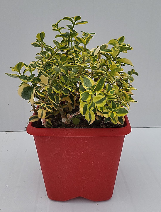 Plante grasse en pot Ø 20 cm