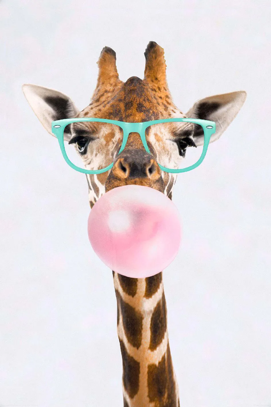 Poster Giraffe, Kaugummi, 61 x 91 cm