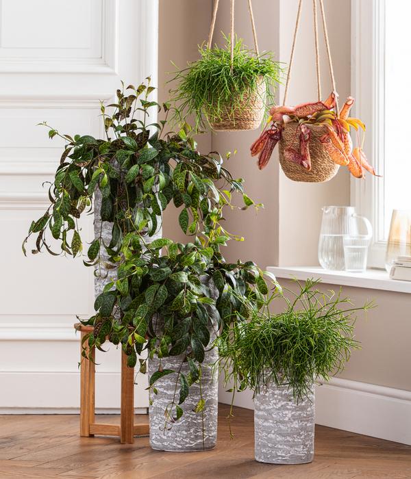 Gefleckte Schamblume - Aeschynanthus