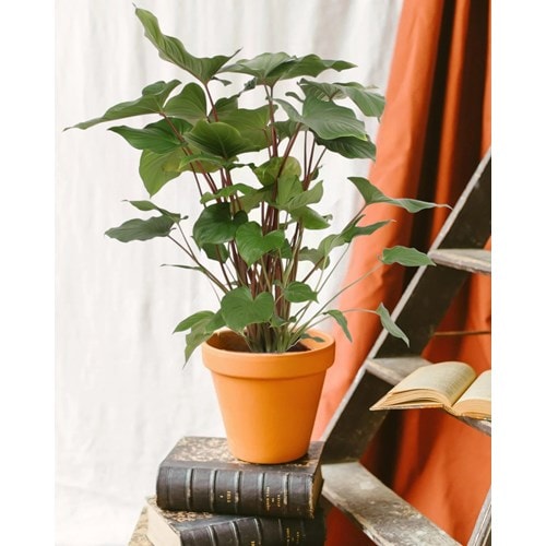 Homalomena maggy