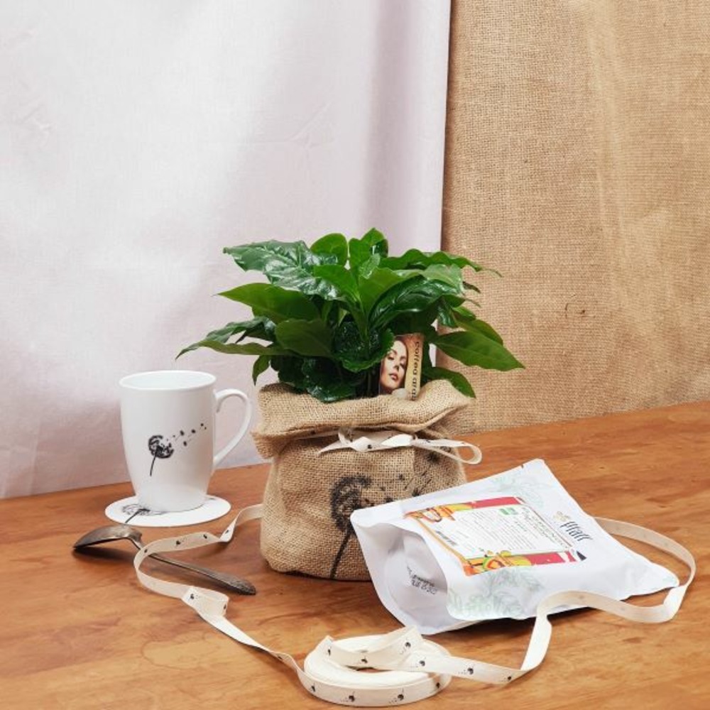 Coffret d'un caféier avec son café bio moulu de 250 g