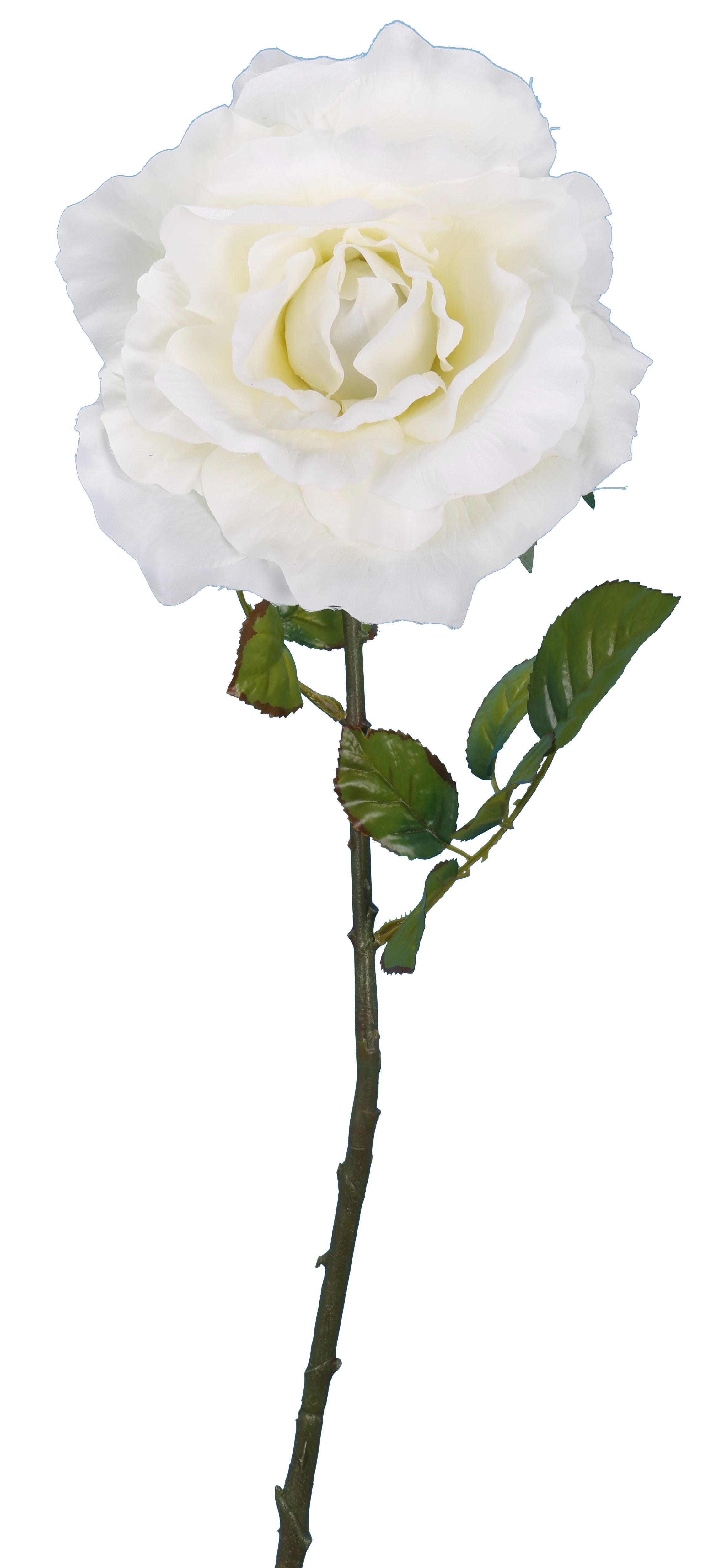 ROSE CREME H.102CM