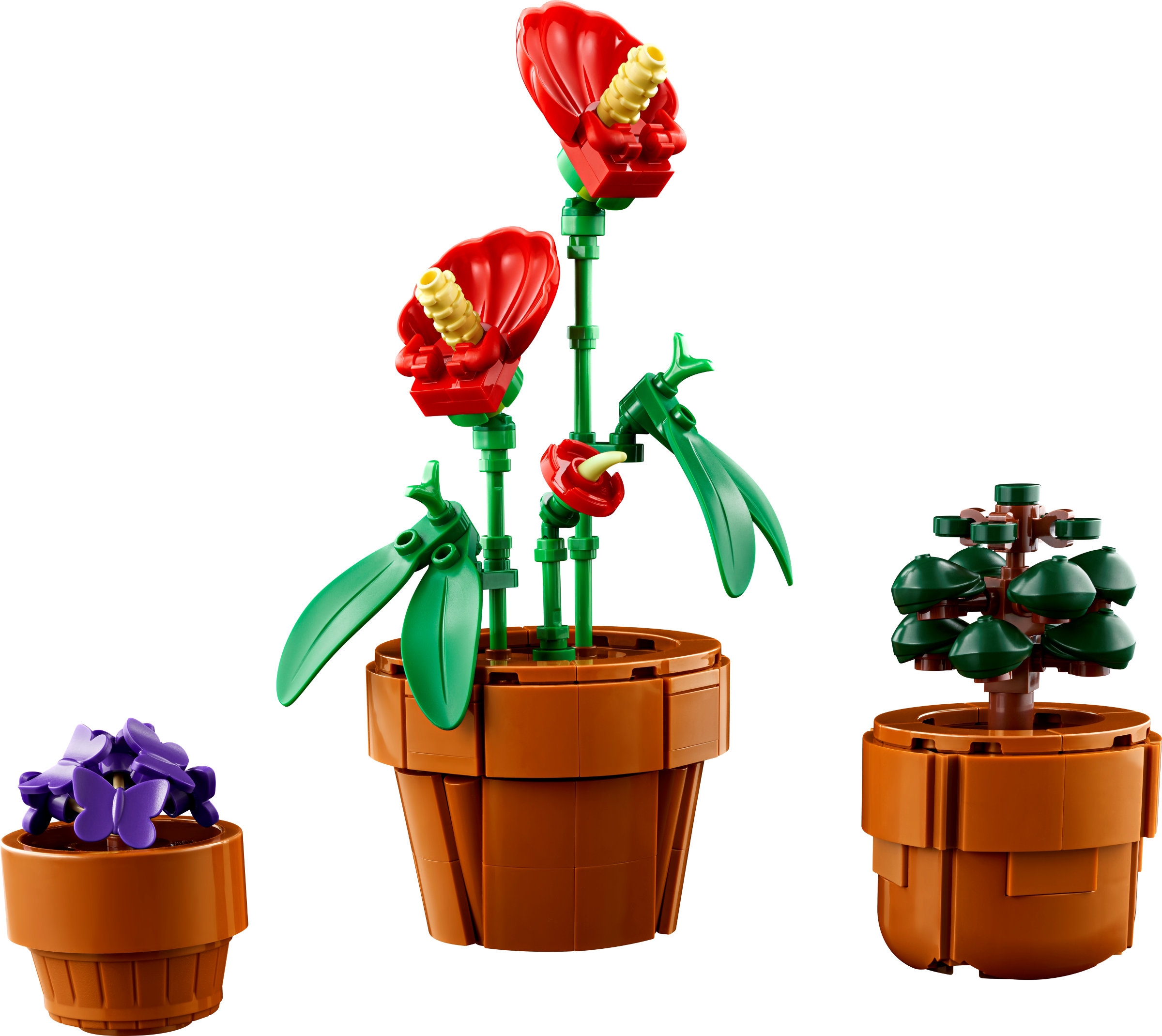 Plantas em miniatura 10329