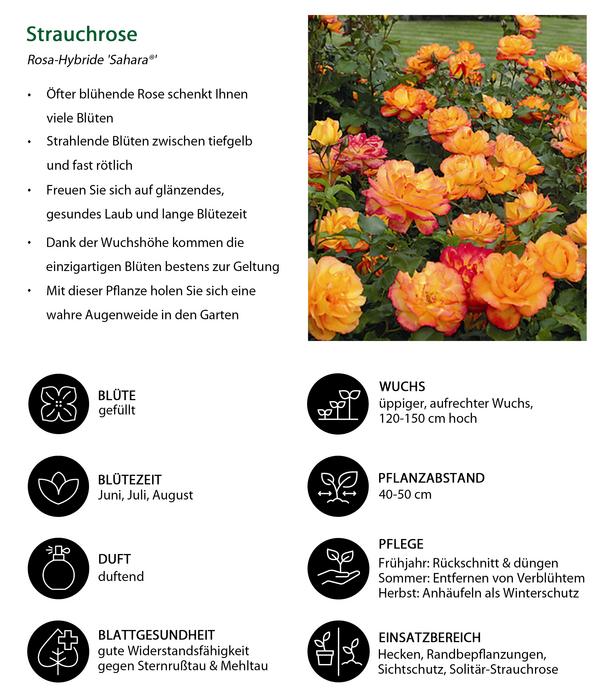 Strauchrose 'Sahara®'